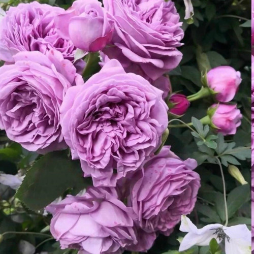 خرید نهال رز بنفش با گلهای بزرگ و زیبا مقاوم به کم ابی و گرما