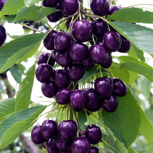 خرید نهال گیلاس ژاپنی درشت شیرین اب دار بسیار اقتصادی مقاوم به کم ابی و سرما