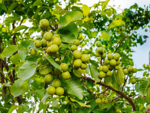 خرید نهال گردو فرنور 5 ساله سایز بزرگ بسیار اقتصادی مقاوم به کم ابی و گرما