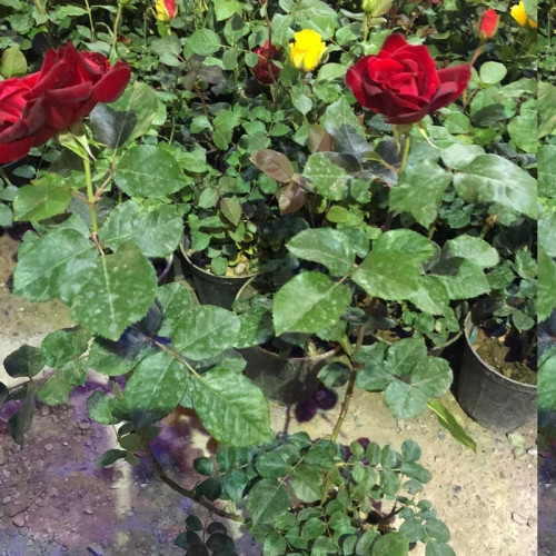 خرید نهال رز هلندی قرمز معطر با گلهای بزرگ و زیبا مقاوم به کم ابی و گرما