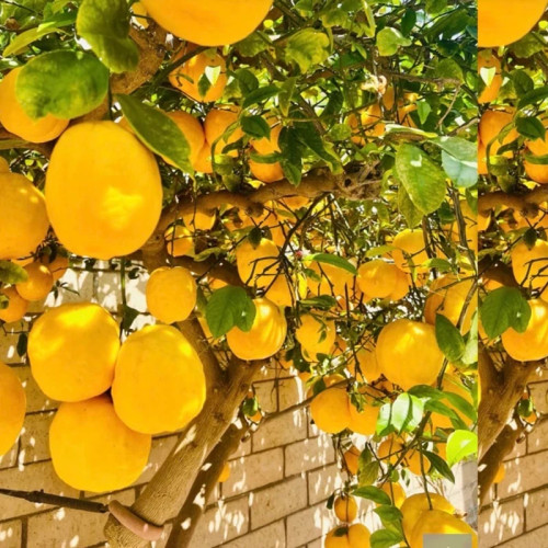 خرید نهال لیمو ترش چهار فصل درشت شیرین اب دار بسیار اقتصادی مقاوم به کم ابی و گرما