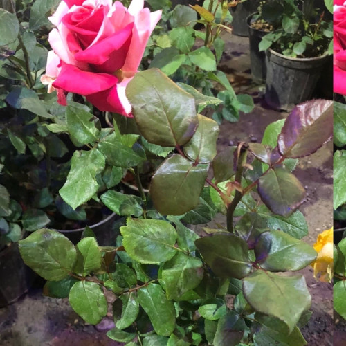 خرید نهال رز هلندی دو رنگ با گلهای بزرگ و زیبا مقاوم به کم ابی و گرما