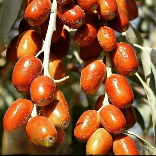 خرید نهال سنجد قزل درشت بسیار اقتصادی مقاوم به کم ابی و گرما