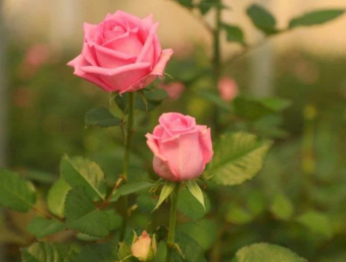 خرید نهال رز گراندیفلورا با گلهای بزرگ و زیبا مقاوم به کم ابی و گرما
