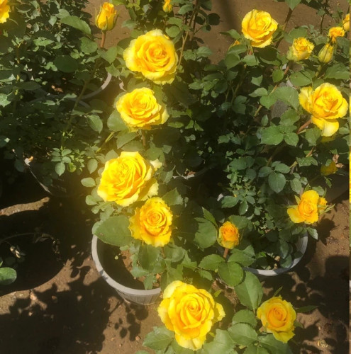 خرید نهال رز پر رنگ فر با گلهای بزرگ و زیبا مقاوم به کم ابی و گرما