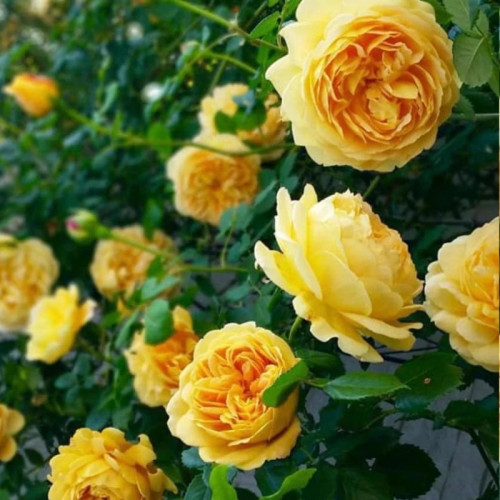 خرید نهال رز زرد رونده عطری با گلهای بزرگ و زیبا مقاوم به کم ابی و گرما