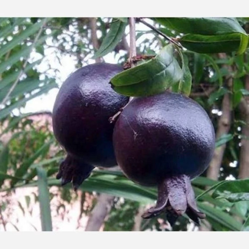 خرید نهال انار پوست سیاه درشت شیرین اب دار بسیار اقتصادی مقاوم به کم ابی و گرما
