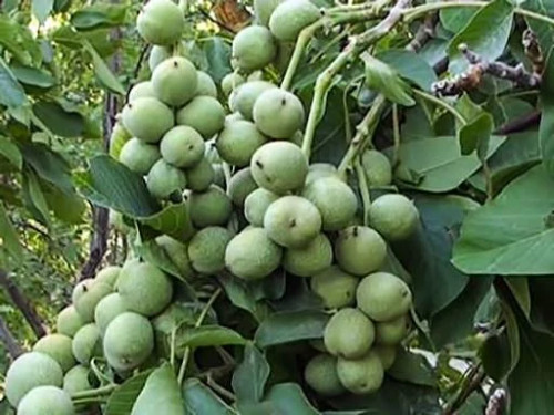 خرید نهال گردو چندلر 5 ساله سایز بزرگ درشت بسیار اقتصادی مقاوم به کم ابی و گرما