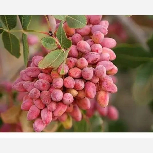 خرید نهال پسته پیوندی ریشه پرس درشت بسیار اقتصادی مقاوم به کم ابی و سرما