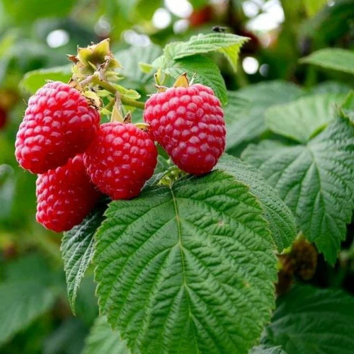 خرید نهال رازبری روبی درشت شیرین اب دار بسیار اقتصادی مقاوم به کم ابی و سرما