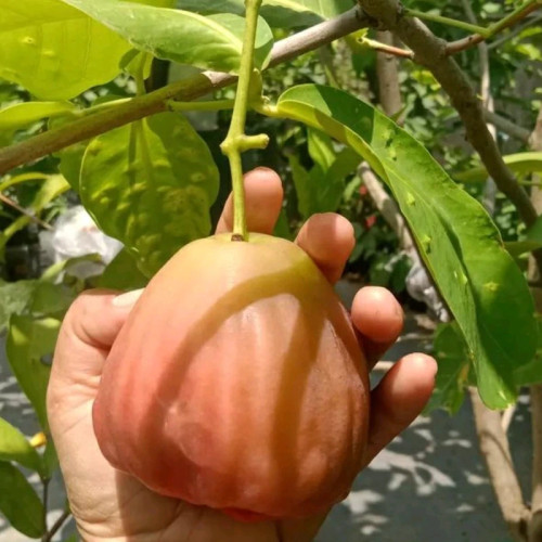 خرید نهال سیب زنگوله ای یکساله درشت شیرین اب دار بسیار اقتصادی مقاوم به کم ابی و سرما