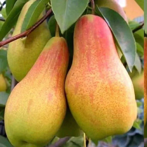خرید نهال گلابی سوپر درشت شیرین اب دار بسیار اقتصادی مقاوم به کم ابی و سرما