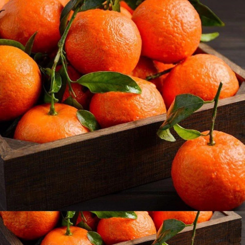 خرید نهال نارنگی کلمانتین درشت شیرین اب دار بسیار اقتصادی مقاوم به کم ابی و سرما