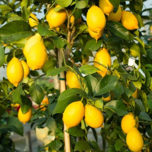 خرید نهال لیمو سنگی درشت شیرین اب دار بسیار اقتصادی مقاوم به کم ابی و گرما