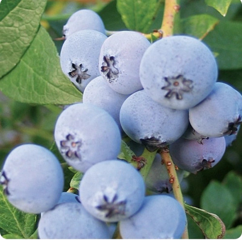 خرید نهال بلوبری درشت شیرین اب دار بسیار اقتصادی مقاوم به کم ابی و سرما