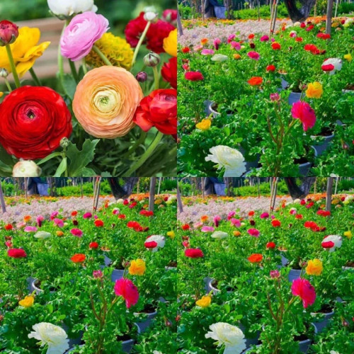 خریدنهال بوته گل آنمون با گلهای بزرگ و زیبا مقاوم به کم ابی و گرما