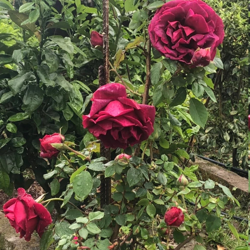 خرید نهال رز سلطنتی با گلهای بزرگ و زیبا مقاوم به کم ابی و گرما
