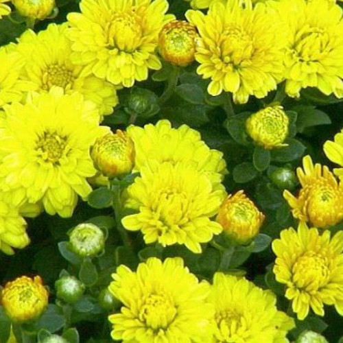 خرید نهال گل داودی با گلهای بزرگ و زیبا مقاوم به کم ابی و گرما