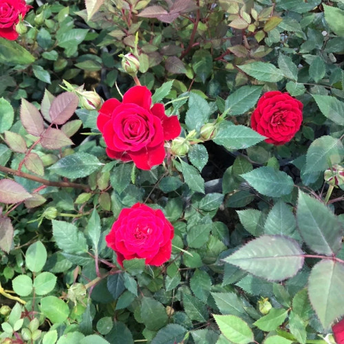 خرید نهال گل رز قرمز روشن با گلهای بزرگ و زیبا مقاوم به کم ابی و گرما