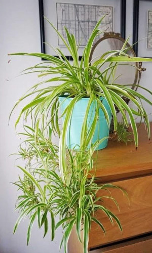 خرید نهال گل گندمی با برگ های سبز بزرگ و زیبا مقاوم به کم ابی و گرما
