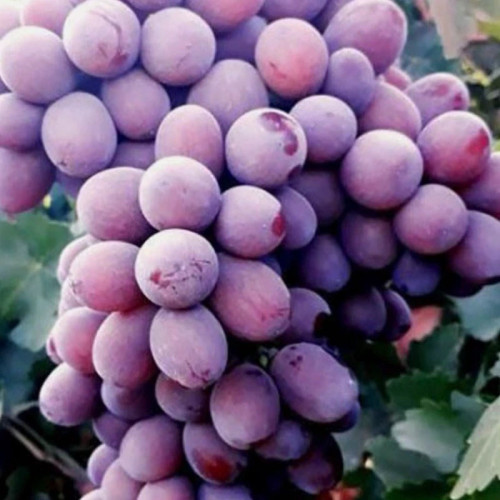 خرید نهال انگور کندری اصلاح شده درشت شیرین اب دار بسیار اقتصادی مقاوم به کم ابی و سرما
