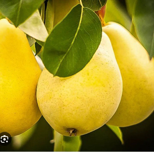 خرید نهال گلابی بیروتی اصل درشت شیرین اب دار بسیار اقتصادی مقاوم به کم ابی و سرما