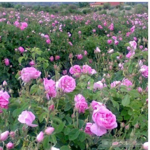 خرید نهال گل محمدی(ریشه پرس) با گلهای بزرگ و زیبا مقاوم به کم ابی و گرما