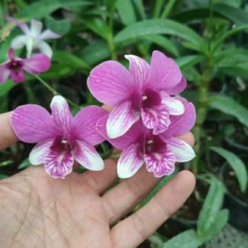 خرید بوته ارکیده بنفش سردسیر با گلهای بزرگ و زیبا مقاوم به کم ابی و گرما