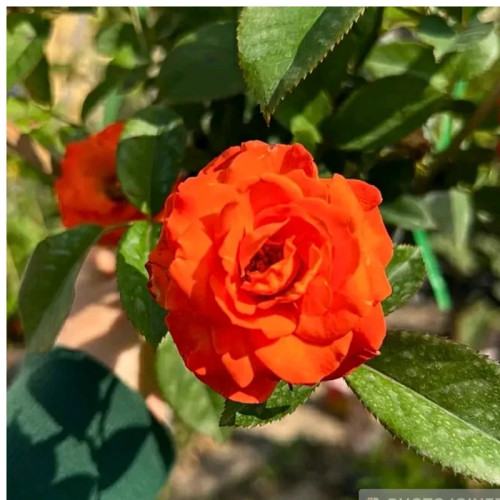 خرید نهال گل رز نارنجی با گلهای بزرگ و زیبا مقاوم به کم ابی و گرما
