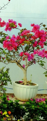 خرید گل کاغذی صورتی بوته ای با گلهای بزرگ و زیبا مقاوم به کم ابی و گرما