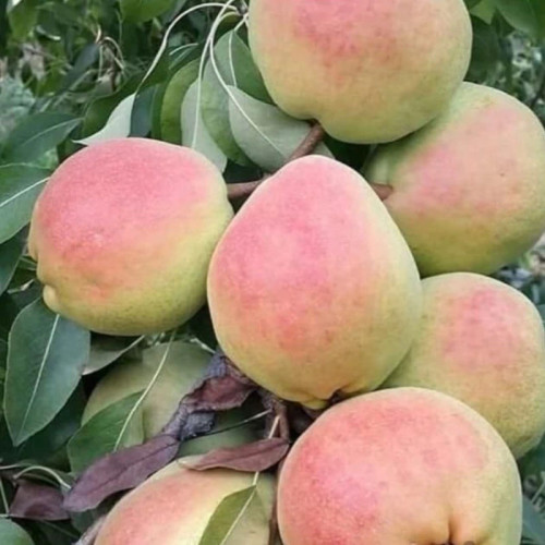 خرید نهال گلابی درگزی اصلاح شده درشت شیرین اب دار بسیار اقتصادی مقاوم به کم ابی و سرما