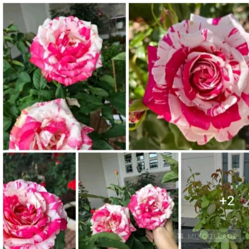 خرید نهال رز جولیو ایگلسیاس با گلهای بزرگ و زیبا مقاوم به کم ابی و گرما