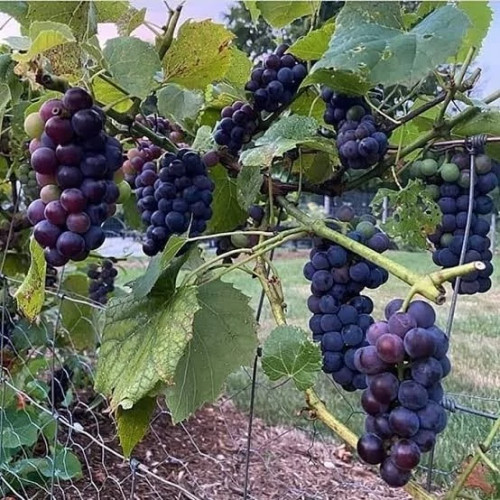 خرید نهال انگور والنسیا درشت شیرین بسیار اقتصادی مقاوم به کم ابی و سرما