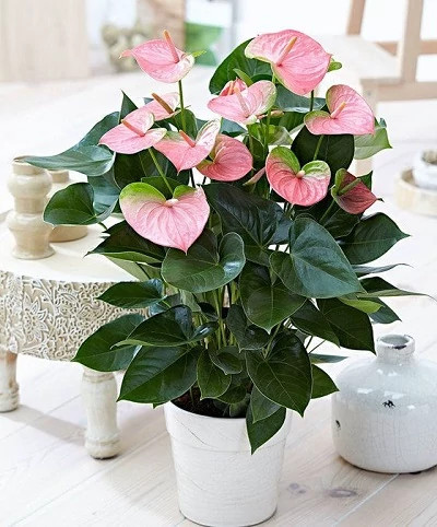 خرید نهال گل آنتوریم گلهای بزرگ و زیبا مقاوم به کم ابی و گرما