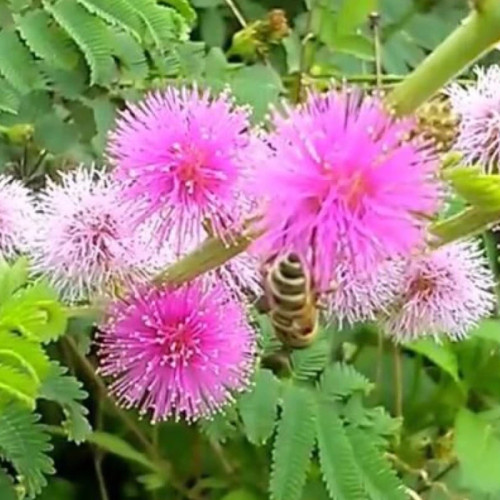 خرید بوته گل قهر و آشتی با گلهای بزرگ و زیبا مقاوم به کم ابی و گرما