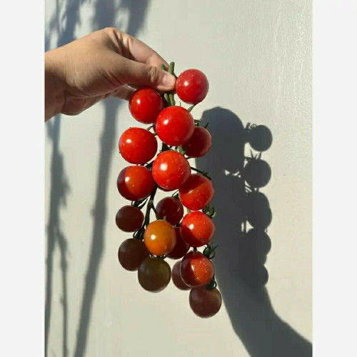 خرید بذر گوجه خوشه ای شیرین درشت بسیار اقتصادی مقاوم به کم ابی و سرما