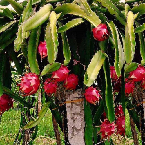 خرید نهال دراگون بالغ بزرگ درشت بسیار اقتصادی مقاوم به کم ابی و سرما