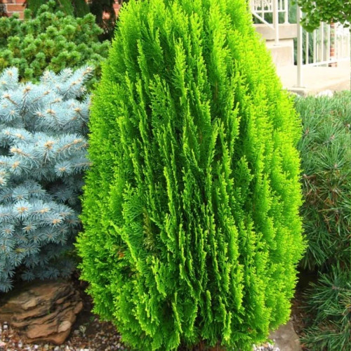 خرید نهال لاوسون طلایی زیبا مقاوم به کم ابی و گرما