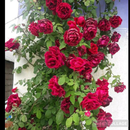خرید نهال رز معطر سلطنتی با گلهای بزرگ و زیبا مقاوم به کم ابی و گرما