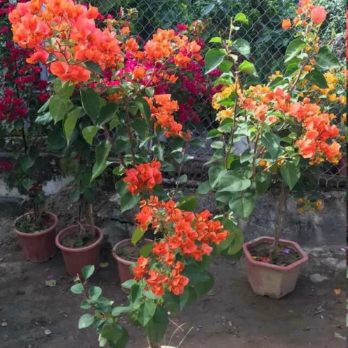 خرید نهال گل کاغذی نارنجی گلهای بزرگ و زیبا مقاوم به کم ابی و گرما
