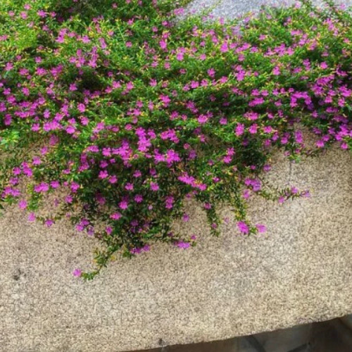 خرید نهال شمشاد فرانسوی با گلهای بزرگ و زیبا مقاوم به کم ابی و گرما