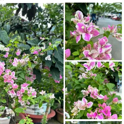 خرید نهال گل کاغذی دو رنگ با گلهای بزرگ و زیبا مقاوم به کم ابی و گرما