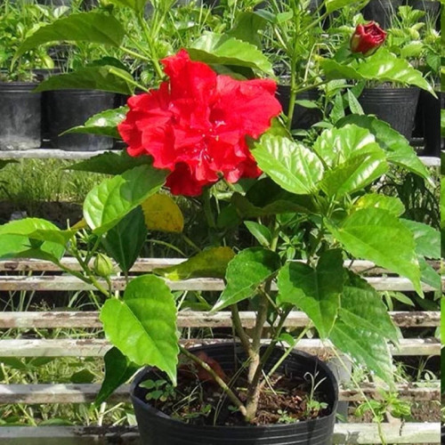 خرید نهال ختمی چینی پرپر با گلهای بزرگ و زیبا مقاوم به کم ابی و گرما