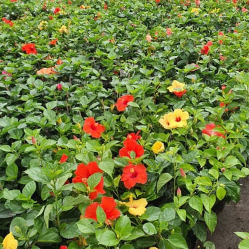 خرید نهال ختمی چینی گلهای بزرگ و زیبا مقاوم به کم ابی و گرما