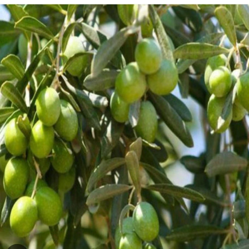 خرید نهال زیتون خوراکی نژاد آربیکن و پیکوال(سبز) درشت بسیار اقتصادی مقاوم به کم ابی و گرما