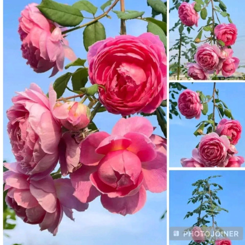 خرید نهال رز صورتی رونده گل درشت معطر با گلهای بزرگ و زیبا مقاوم به کم ابی و گرما