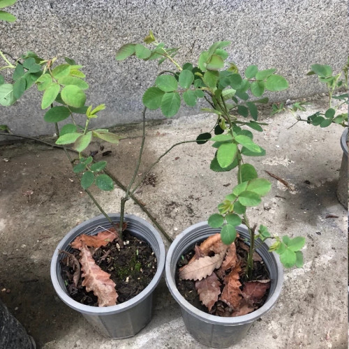 خرید نهال گل محمدی سفید مربایی گلهای بزرگ و زیبا مقاوم به کم ابی و گرما