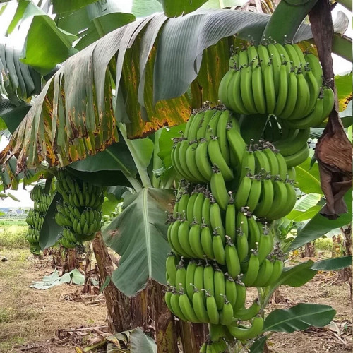 خرید نهال موز سردسیری و گرمسیری درشت شیرین مقاوم به کم ابی و سرما