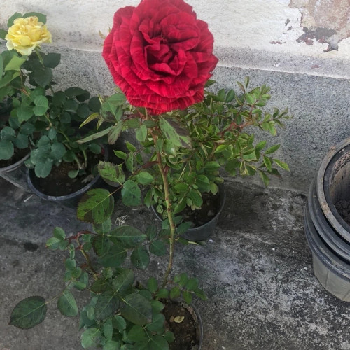 خرید نهال رز مخملی با گلهای بزرگ و زیبا مقاوم به کم ابی و گرما
