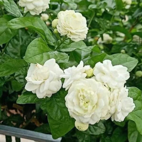 خرید نهال یاس رازقی گلهای بزرگ و زیبا مقاوم به کم ابی و گرما